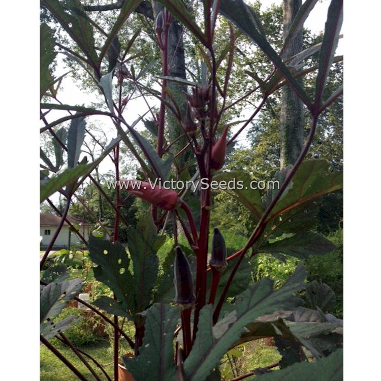 'Aunt Hettie's Red' okra. Photo sent in by Hunter Fenter of Mississippi.