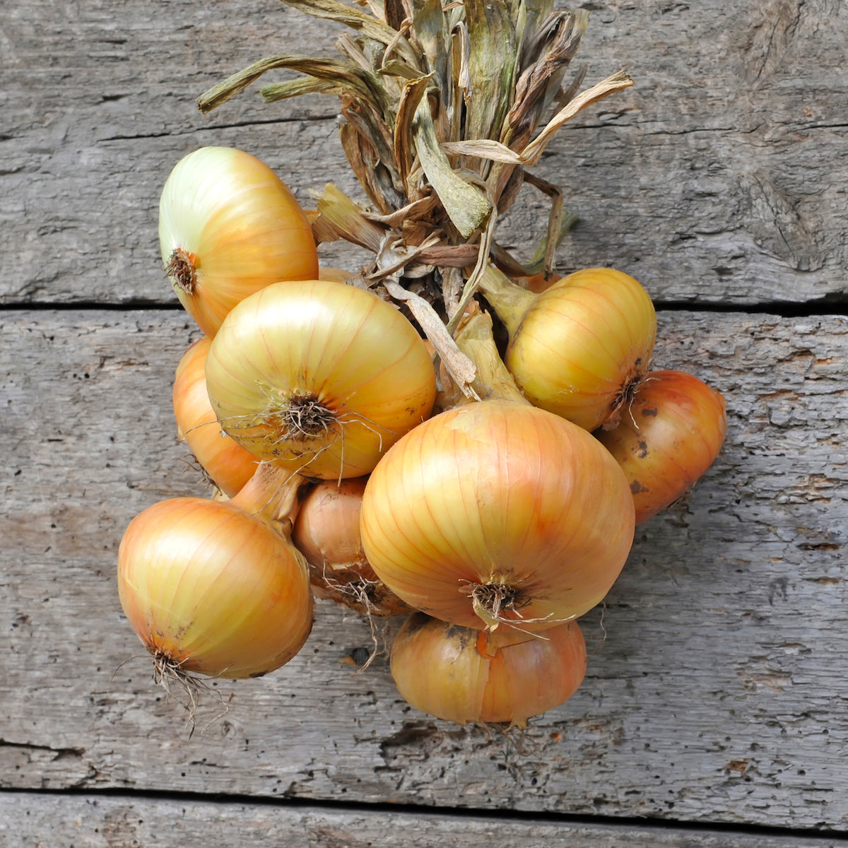 Hybrid onion seed - Hi Keeper - thompson-morgan - yellow