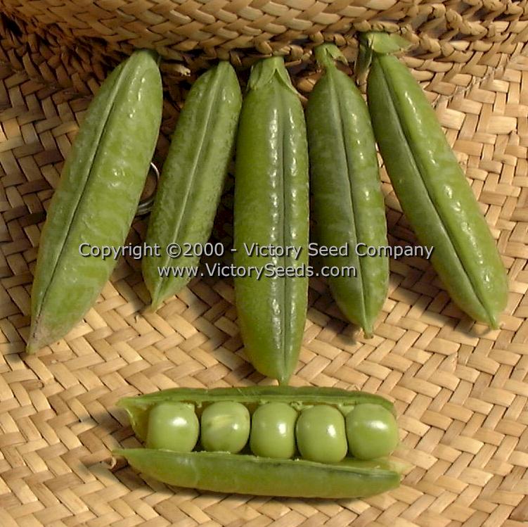 'Little Marvel' garden peas.