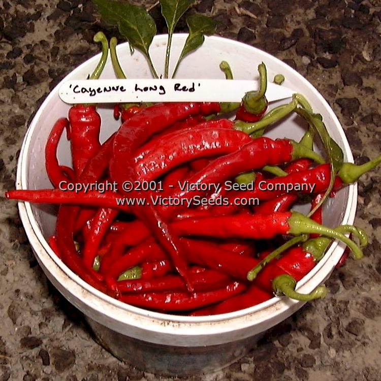 'Long Red Cayenne' hot peppers.