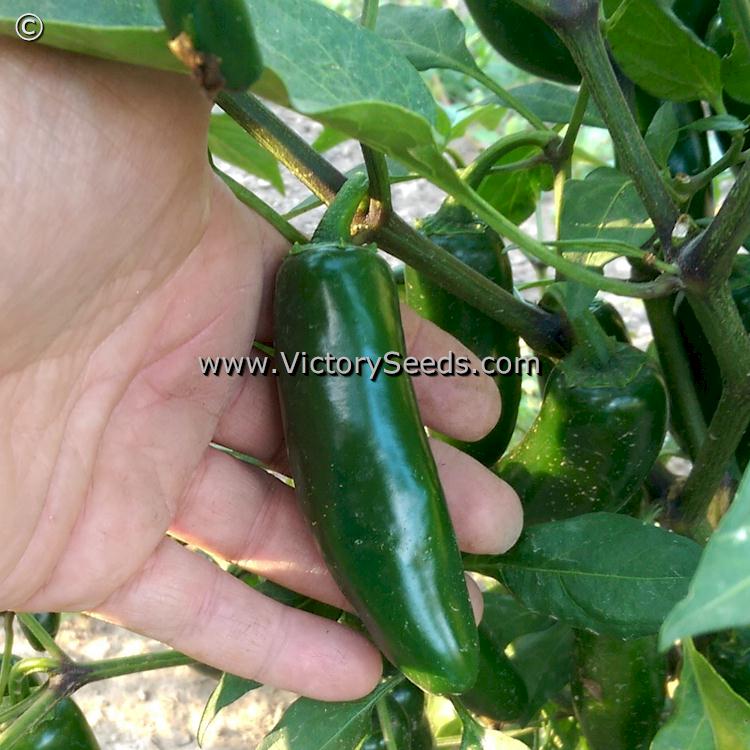 Hot Heirloom, Open-Pollinated, non-Hybrid Victory Seeds® – Victory Seed Company