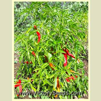 'Jimmy Nardello' Italian sweet frying pepper plant.