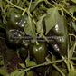 'Poblano' (Ancho) hot peppers.