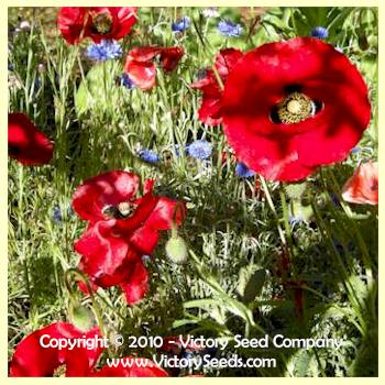 Seed Freaks - Flowers - Flanders / Common Poppy - Seedfreaks