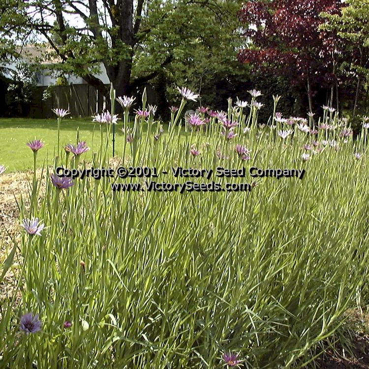 A garden planting of 'Mammoth Sandwich Island' salsify.