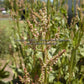 Garden, Common, or English Sorrel (Rumex acetosa) in bloom.