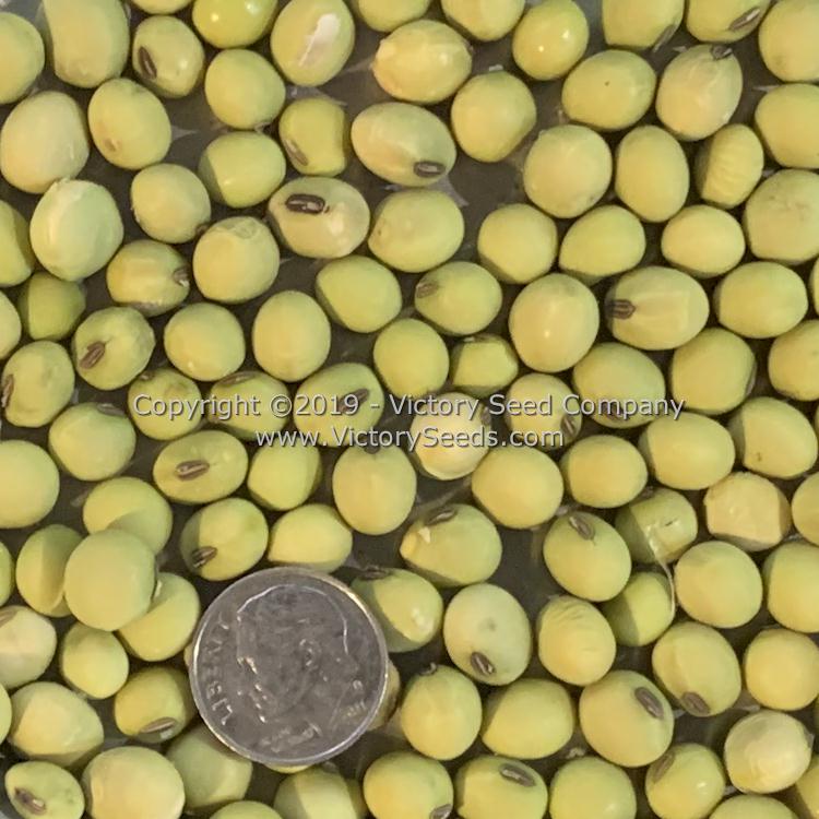 Envy Soybean - Victory Seeds® – Victory Seed Company