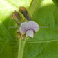 A close-up of an 'Aoyu' soy flower.
