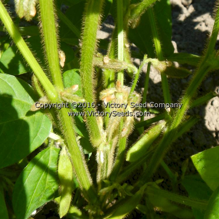 'Butterbean' soybean flowers and developing pods.