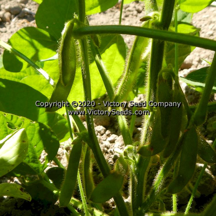 'Butterbean' soybean pods.