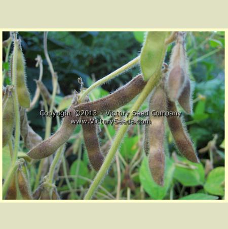 Drying 'Chico' soybean pods.