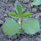 'Envy' soybean seedling.