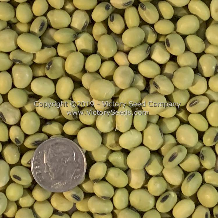 'Hidatsa' soybean seeds.