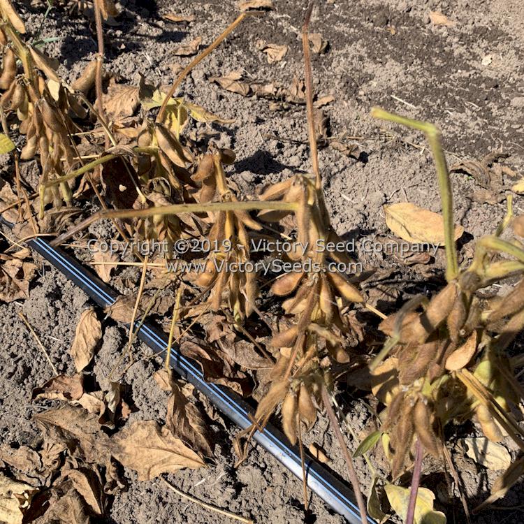 'Hidatsa' soybean plants at the dry harvest stage.