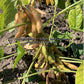 Manturing 'Manitoba Brown' soybean pods.