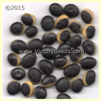 Envy Soybean - Victory Seeds® – Victory Seed Company