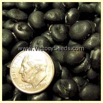 'Panther' soybean seeds
