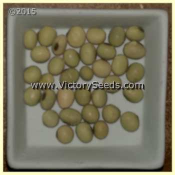 'Tohya' soybeans.