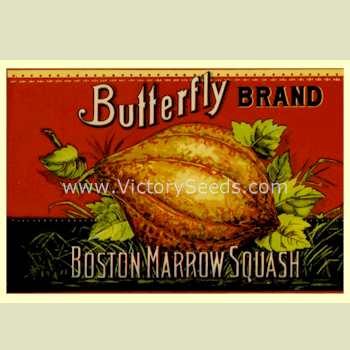An early 20th Century Boston Marrow Crate label.