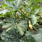 'Caserta' summer squash plant.