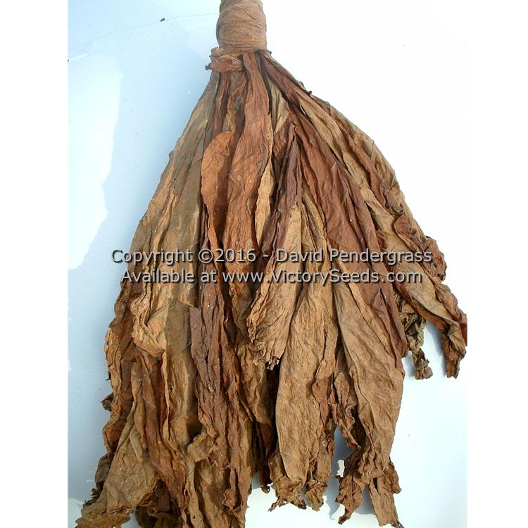 A hand of air cured 'Bonanza' tobacco leaf.