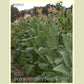'Green Briar' ('Green Brior') tobacco plant.