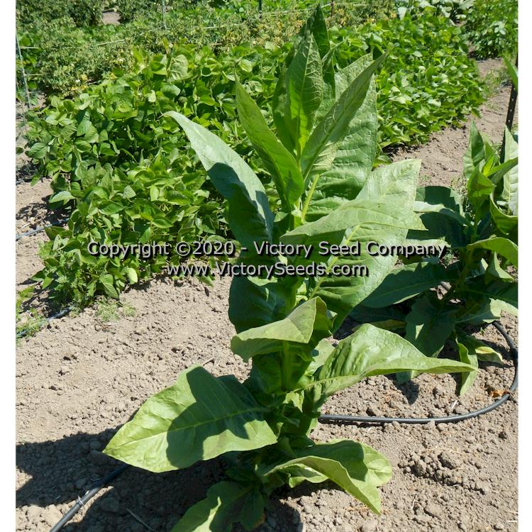 'Jorginho' tobacco plant.