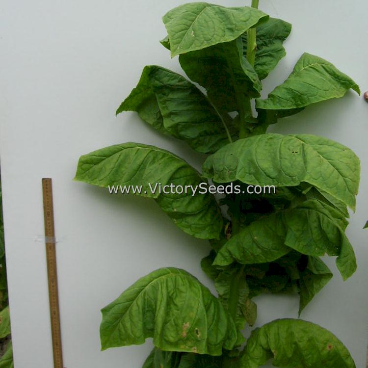 'Moonlight' tobacco leaves. Image courtesy of the USDA.