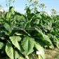'Red Rose' tobacco plants. Image courtesy of David Pendergrass.