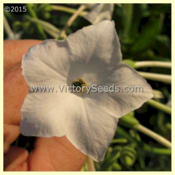 Nicotiana sylvestris – Grand tabac d'ornement 600 graines