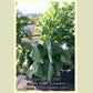 Unsuckered, ''Wisconsin Seedleaf' tobacco plant.' tobacco plant.