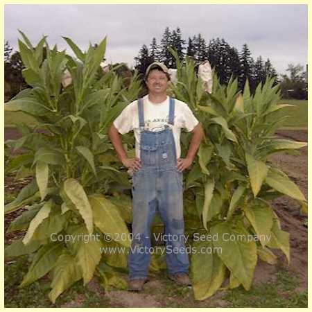 'Yellow Twist Bud' tobacco plant height in relation to a six foot tall farmer.