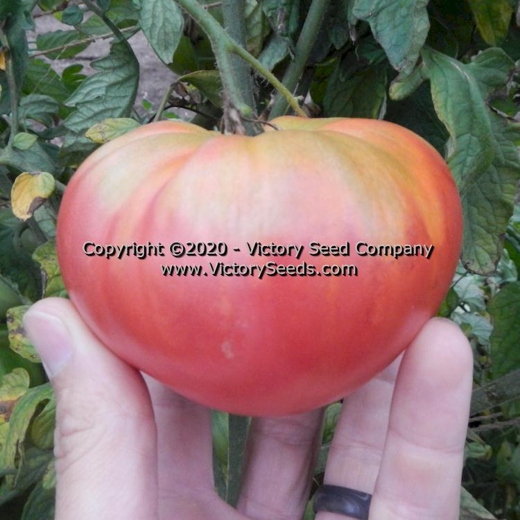 Tempting Tomatoes™ Tomato 'Garden Treasure' - Garden Crossings