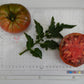 Boronia Tomato