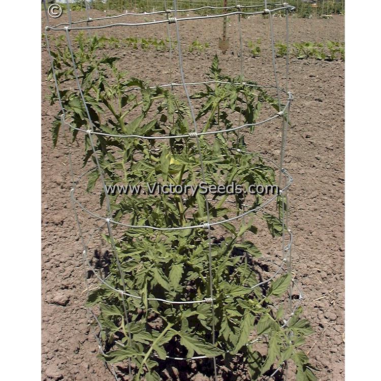 'Bradley' tomato plant.