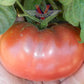 BrandyFred Tomato