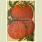 'Cardinal' tomato from the 1894 Burpee seed annual.
