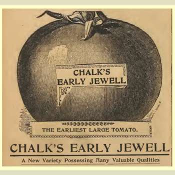An image of 'Chalk's Early Jewel' from its introduction in the 1900 Moore & Simon seed catalog.