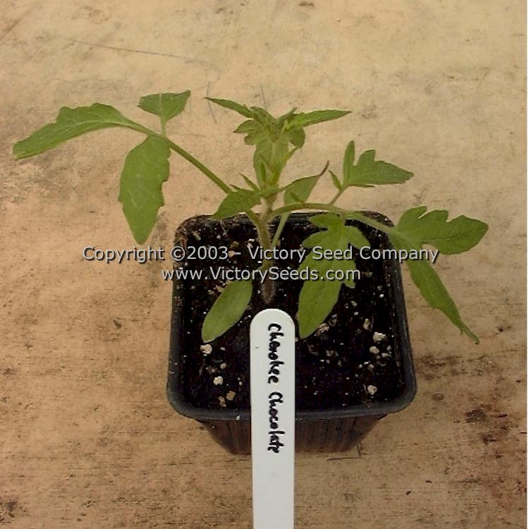 A 'Cherokee Chocolate' tomato plant seedling.