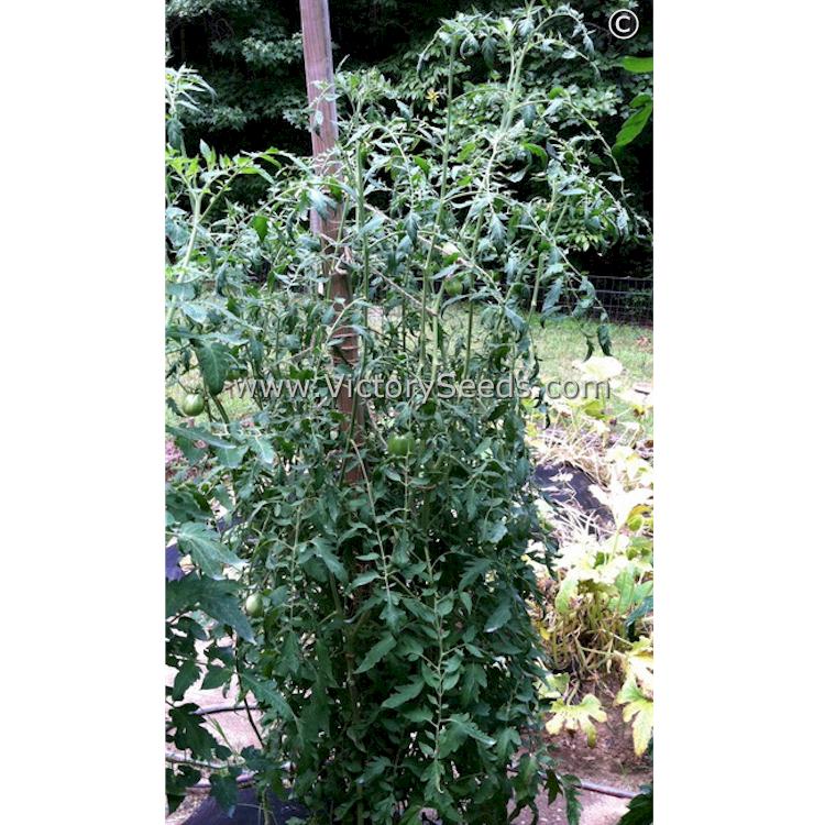 'Cherokee Purple Heart' tomato plants. Image courtesy of Rock Angier.
