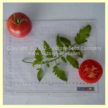 'Cooper's Special' tomatoes.