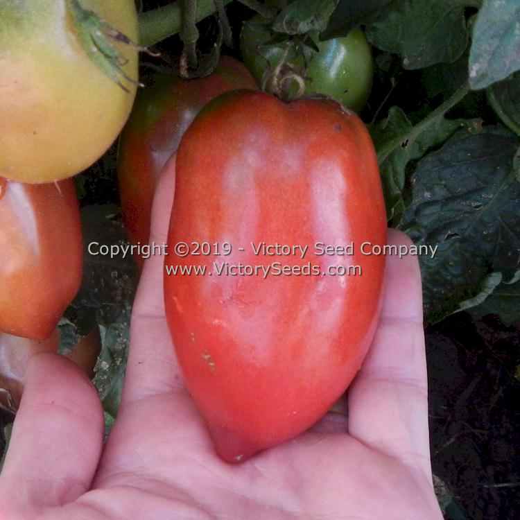 http://victoryseeds.com/cdn/shop/products/tomato_dwarf-almandine.jpg?v=1657459149