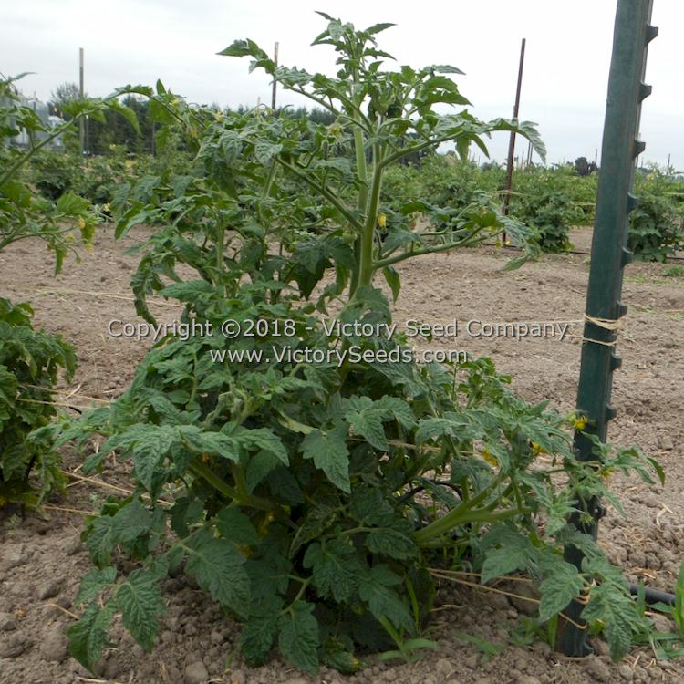 'Dwarf Awesome' tomato plant.