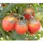 'Dwarf Bendigo Dawn' tomatoes.