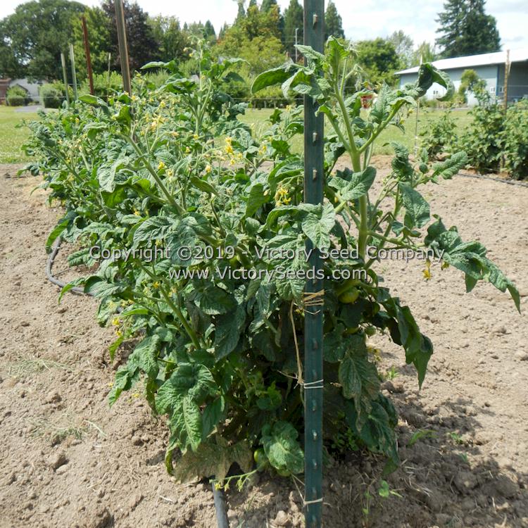 'Dwarf Dainty Isabel' tomato plant.
