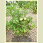 'Dwarf Lemon Ice' tomato plant.