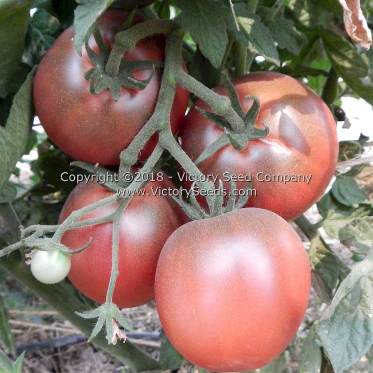 'Dwarf Mary's Cherry' tomatoes.