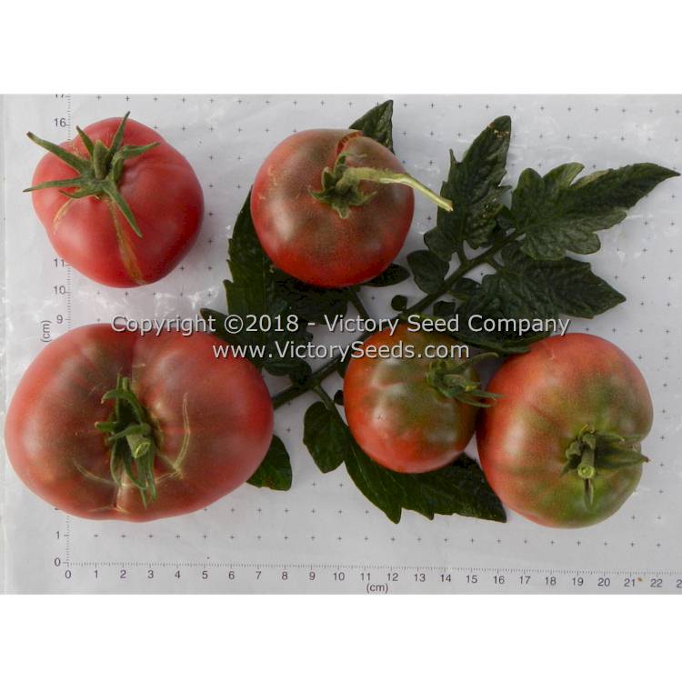 Variable sized 'Dwarf Mary's Cherry' tomatoes.