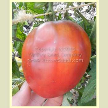 'Dwarf Purple Heart' tomato.