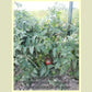 'Dwarf Purple Heart' tomato plant.